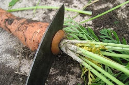 Почему прорастает морковь в погребе. Если морковь прорастает в погребе. Что делать?