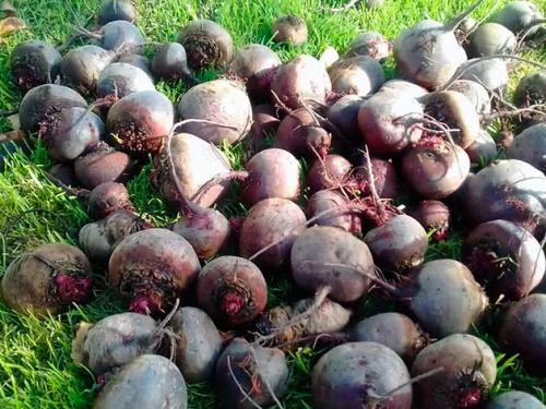 Как правильно хранить свеклу дома. Как хранить свёклу – лайфхаки