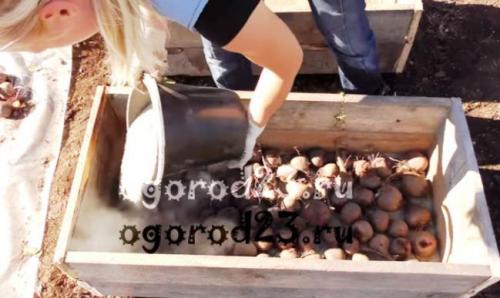 Как хранить свеклу в песке. Как правильно хранить свеклу