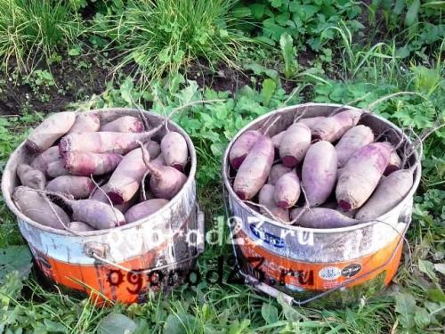 Как хранить свеклу на зиму. Хранение свеклы, основные правила