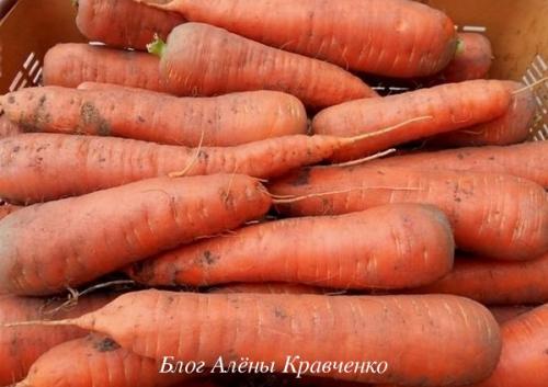 Как сохранить морковь и свеклу на зиму в погребе. В погребе 02 Как сохранить морковь и свеклу на зиму в погребе. В погребе 02