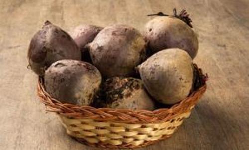 Как хранить свеклу в погребе. Выбираем сорт