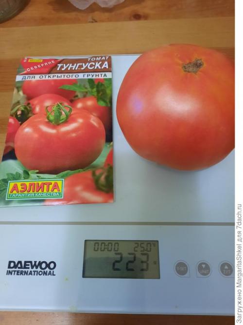 Отзывы о Семена томата Аэлита. Экстремальное тестирование семян томатов от ООО Агрофирма АЭЛИТА - 2022. Цветение и плодоношение