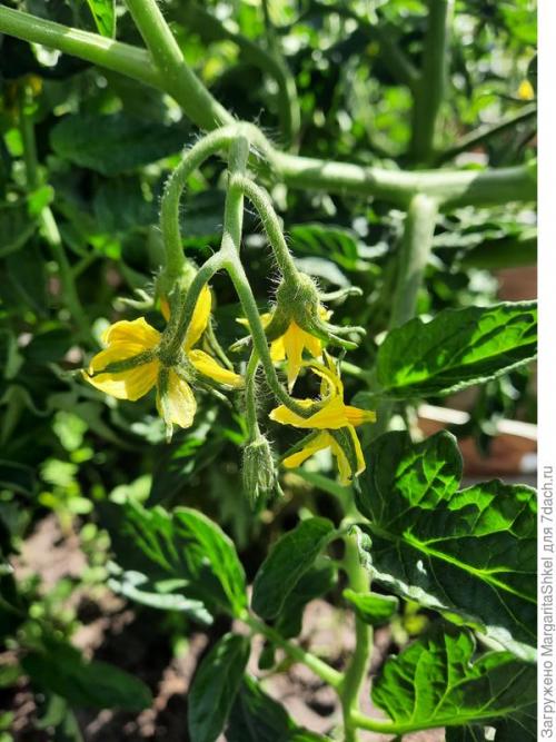 Отзывы о Семена томата Аэлита. Экстремальное тестирование семян томатов от ООО Агрофирма АЭЛИТА - 2022. Цветение и плодоношение