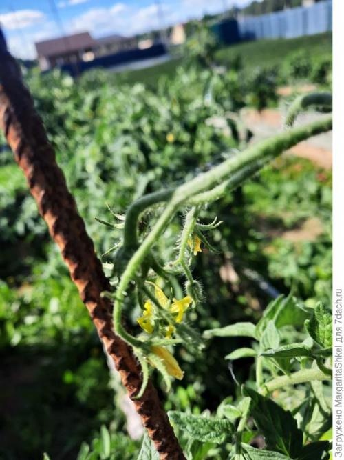 Отзывы о Семена томата Аэлита. Экстремальное тестирование семян томатов от ООО Агрофирма АЭЛИТА - 2022. Цветение и плодоношение