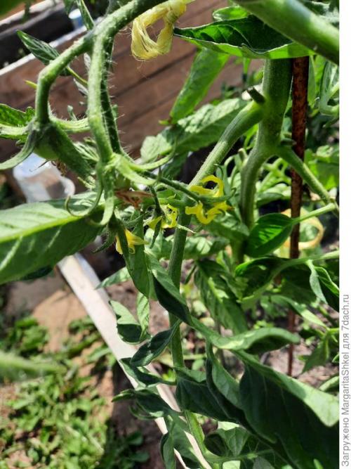 Отзывы о Семена томата Аэлита. Экстремальное тестирование семян томатов от ООО Агрофирма АЭЛИТА - 2022. Цветение и плодоношение