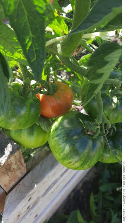 Отзывы о Семена томата Аэлита. Экстремальное тестирование семян томатов от ООО Агрофирма АЭЛИТА - 2022. Цветение и плодоношение