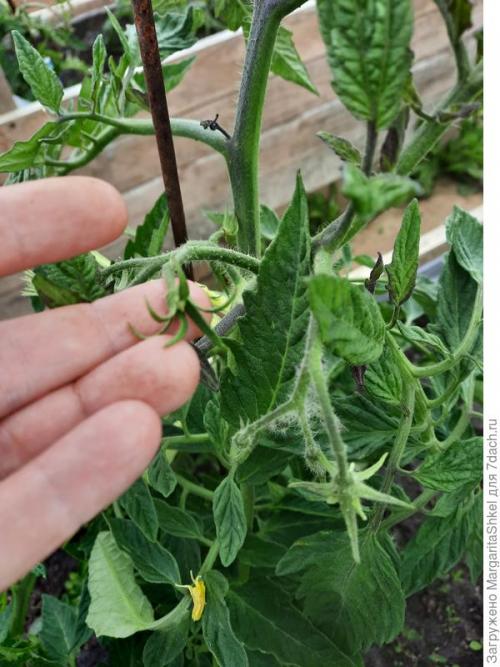 Отзывы о Семена томата Аэлита. Экстремальное тестирование семян томатов от ООО Агрофирма АЭЛИТА - 2022. Цветение и плодоношение