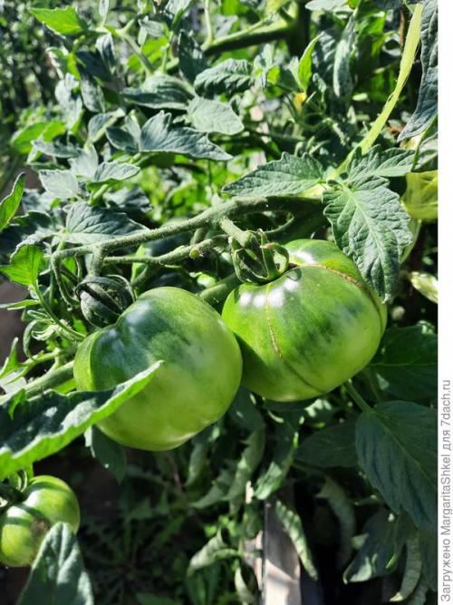 Отзывы о Семена томата Аэлита. Экстремальное тестирование семян томатов от ООО Агрофирма АЭЛИТА - 2022. Цветение и плодоношение