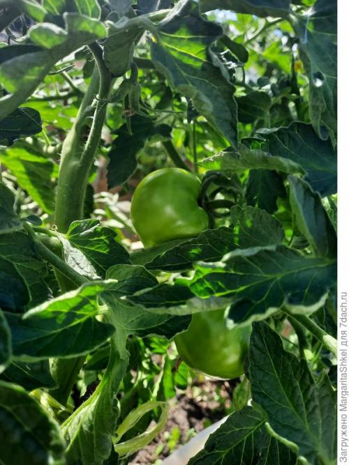 Отзывы о Семена томата Аэлита. Экстремальное тестирование семян томатов от ООО Агрофирма АЭЛИТА - 2022. Цветение и плодоношение