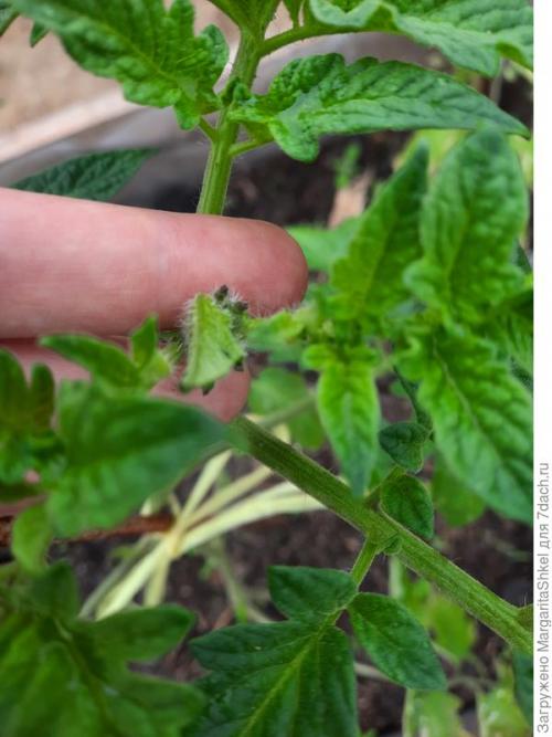 Отзывы о Семена томата Аэлита. Экстремальное тестирование семян томатов от ООО Агрофирма АЭЛИТА - 2022. Цветение и плодоношение