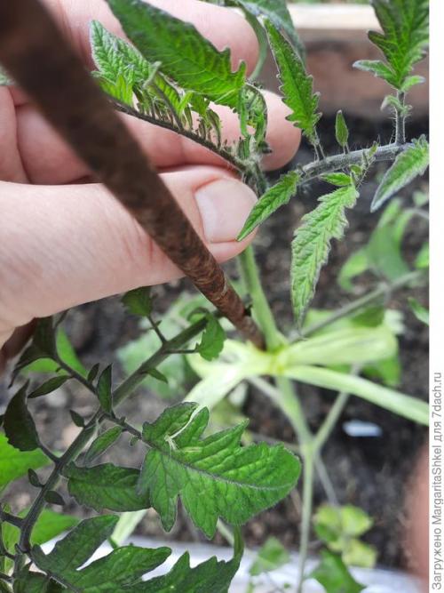 Отзывы о Семена томата Аэлита. Экстремальное тестирование семян томатов от ООО Агрофирма АЭЛИТА - 2022. Цветение и плодоношение