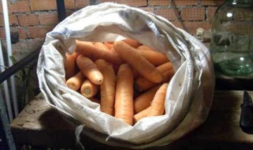Как хранить морковь в погребе: гид по способам и частые ошибки новичков