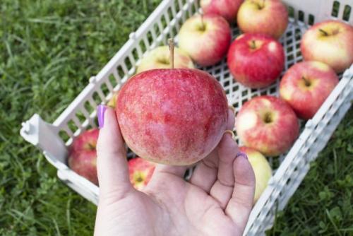 Как определить, когда яблоки полностью высушены. Характеристики сорта — это важно