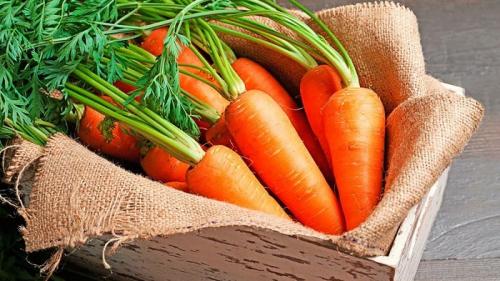 Почему прорастает морковь в погребе. Если морковь прорастает в погребе. Что делать?