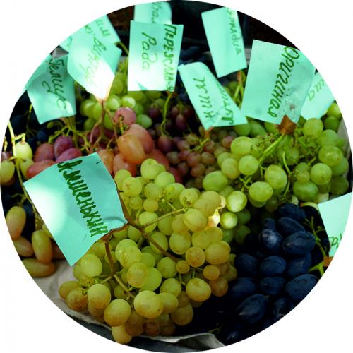 Осенний уход за виноградом на Урале: как подготовить лозу к зиме 01