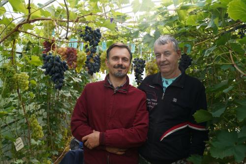 Осенний уход за виноградом на Урале: как подготовить лозу к зиме 03