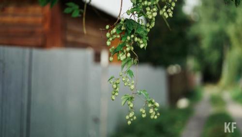 Как проверить, готова ли лоза к зиме. Как подготовить к зиме виноградную лозу и прочую садовую экзотику