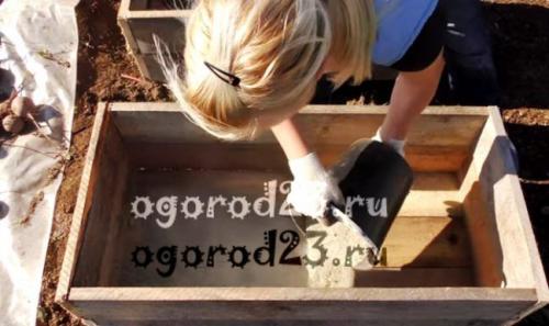 Как хранить свеклу в песке. Как правильно хранить свеклу