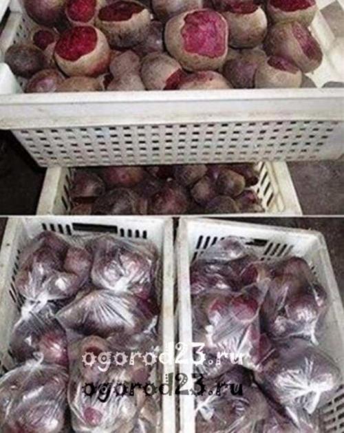 Как хранить свеклу в песке. Как правильно хранить свеклу