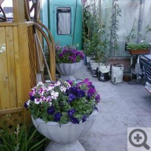 Виноград в Сибири и на Урале: Когда посадить и как ухаживать 05