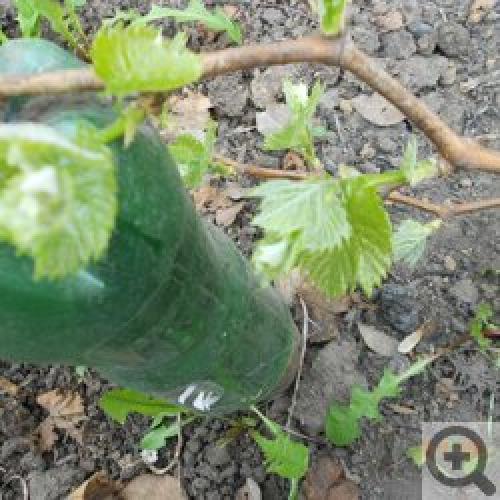 Виноград в Сибири и на Урале: Когда посадить и как ухаживать 11