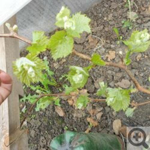 Виноград в Сибири и на Урале: Когда посадить и как ухаживать 10