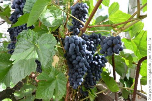 Возможно ли выращивать виноград в Сибири и на Урале. Мои секреты выращивания винограда в условиях Сибири