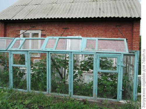 Возможно ли выращивать виноград в Сибири и на Урале. Мои секреты выращивания винограда в условиях Сибири