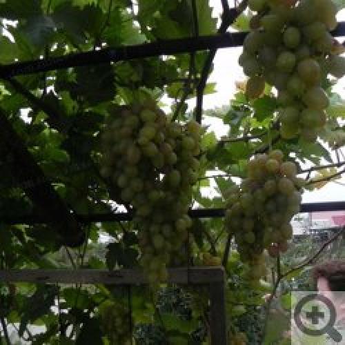 Виноград в Сибири и на Урале: Когда посадить и как ухаживать 01