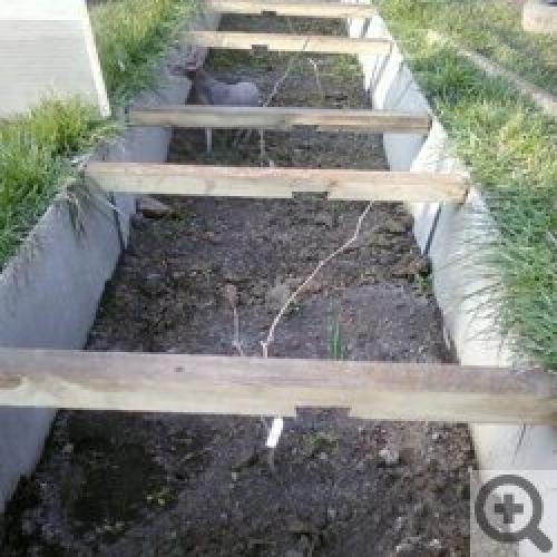 Виноград в Сибири и на Урале: Когда посадить и как ухаживать 04