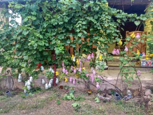 Можно ли выращивать виноград в этих регионах без теплицы. Как выращивать виноград в северных районах. Полная версия