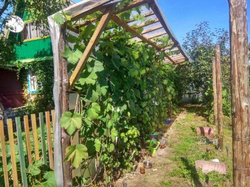 Можно ли выращивать виноград в этих регионах без теплицы. Как выращивать виноград в северных районах. Полная версия