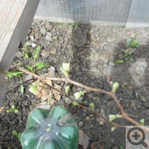 Виноград в Сибири и на Урале: Когда посадить и как ухаживать 08