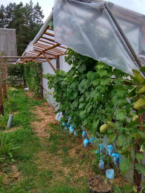 Можно ли выращивать виноград в этих регионах без теплицы. Как выращивать виноград в северных районах. Полная версия