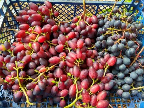 Можно ли выращивать виноград в этих регионах без теплицы. Как выращивать виноград в северных районах. Полная версия