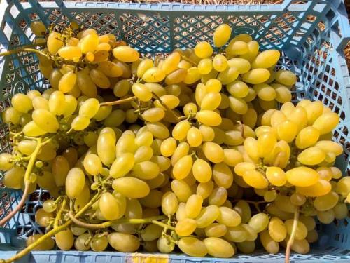 Можно ли выращивать виноград в этих регионах без теплицы. Как выращивать виноград в северных районах. Полная версия