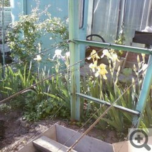 Виноград в Сибири и на Урале: Когда посадить и как ухаживать 06