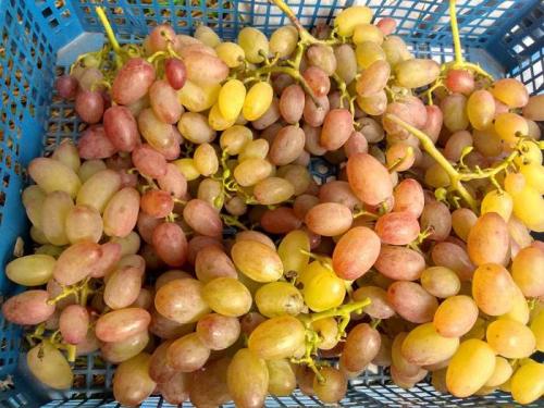 Можно ли выращивать виноград в этих регионах без теплицы. Как выращивать виноград в северных районах. Полная версия