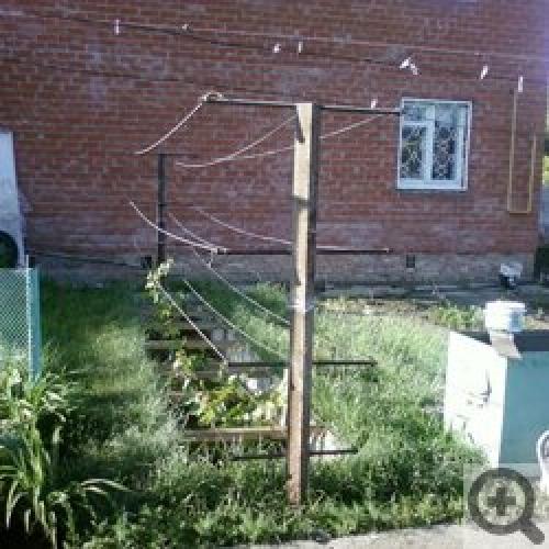 Виноград в Сибири и на Урале: Когда посадить и как ухаживать 07