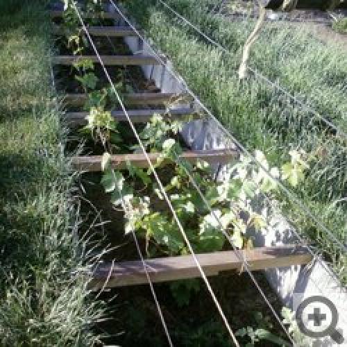 Виноград в Сибири и на Урале: Когда посадить и как ухаживать 02