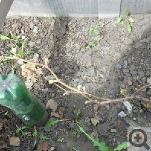 Виноград в Сибири и на Урале: Когда посадить и как ухаживать 09