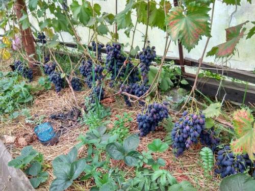 Можно ли выращивать виноград в этих регионах без теплицы. Как выращивать виноград в северных районах. Полная версия