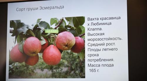 Груша в Московской области. Колоновидные сорта для Подмосковья 03 Груша в Московской области. Колоновидные сорта для Подмосковья 03
