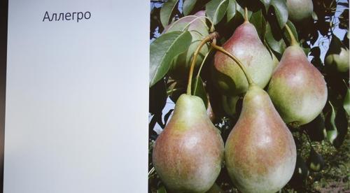 Груша в Московской области. Колоновидные сорта для Подмосковья 04 Груша в Московской области. Колоновидные сорта для Подмосковья 04