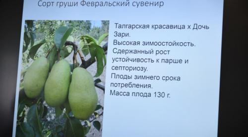 Груша в Московской области. Колоновидные сорта для Подмосковья 01 Груша в Московской области. Колоновидные сорта для Подмосковья 01
