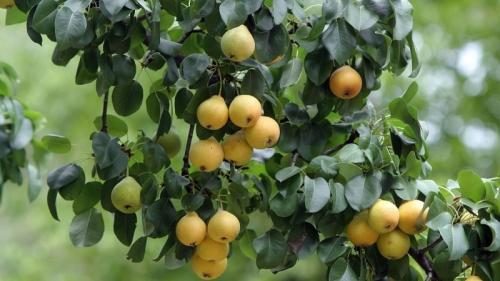 Самые сладкие сорта груши. Самые сладкие и сочные сорта груш