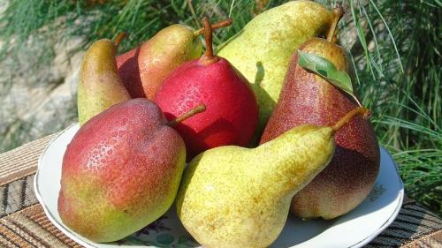 Самые сладкие сорта груши. Самые сладкие и сочные сорта груш