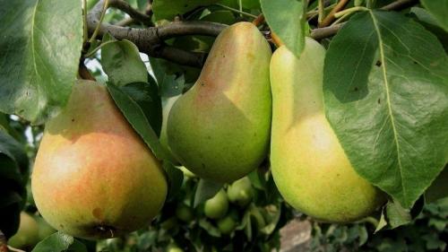 Самые сладкие сорта груши. Самые сладкие и сочные сорта груш