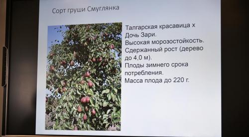 Груша в Московской области. Колоновидные сорта для Подмосковья 02 Груша в Московской области. Колоновидные сорта для Подмосковья 02